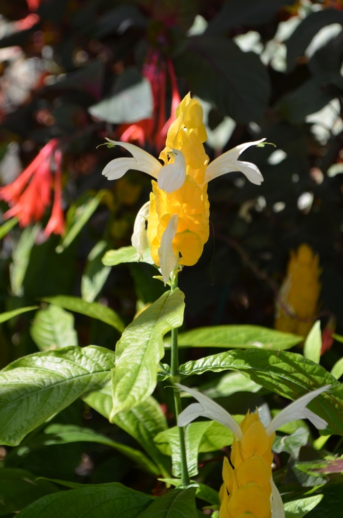 Golden Shrimp Plant - Pachystachys lutea Golden Shrimp Plant - Pachystachys lutea