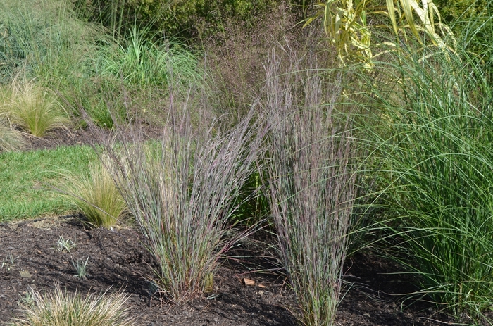 Little Bluestem - Schizachyrium scoparium 'Blue Heaven'