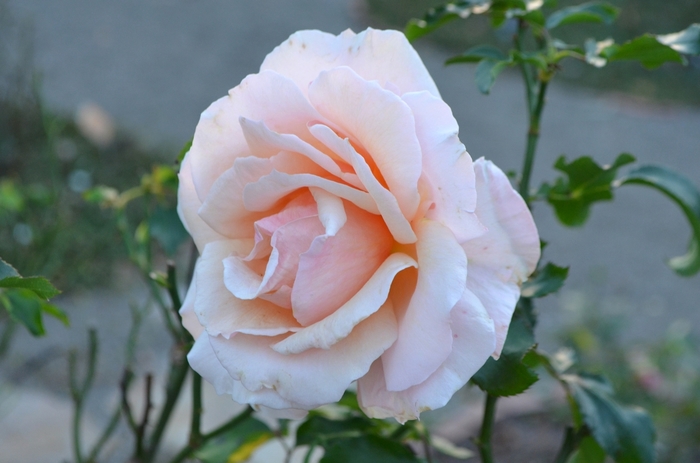 'Mother of Pearl' Rose - Rosa 'Meiludere'