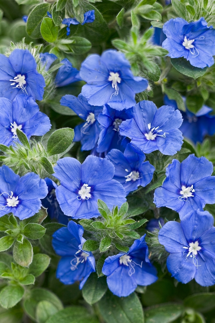 Blue My Mind® XL Dwarf Morning Glory - Evolvulus 'RMEVO28301' PPAF, Can PBRAF (Dwarf Morning Glory) Blue My Mind® XL Dwarf Morning Glory - Evolvulus 'RMEVO28301' PPAF, Can PBRAF (Dwarf Morning Glory)