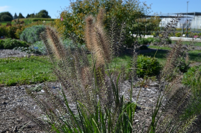 Fountain Grass - Pennisetum alopecuroides 'Ginger Love'