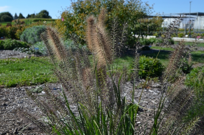 Fountain Grass - Pennisetum alopecuroides 'Ginger Love' Fountain Grass - Pennisetum alopecuroides 'Ginger Love'