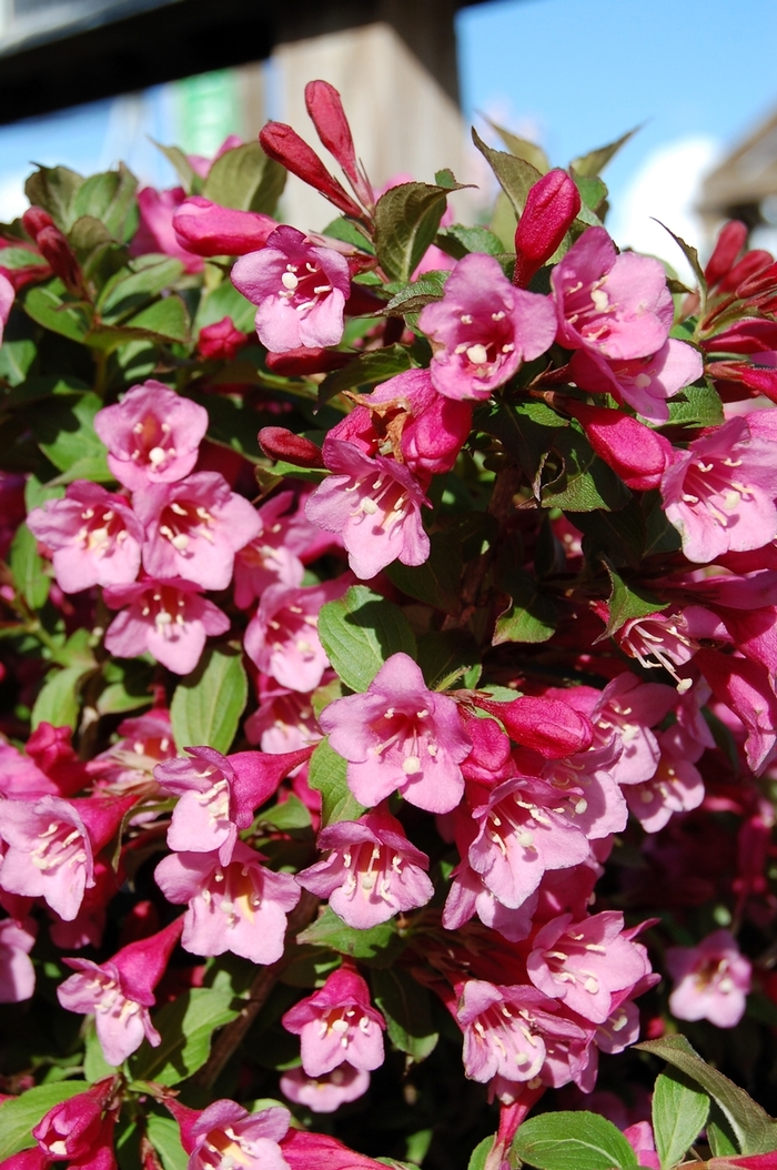 'Minuet' Weigela - Weigela florida 'Minuet' 