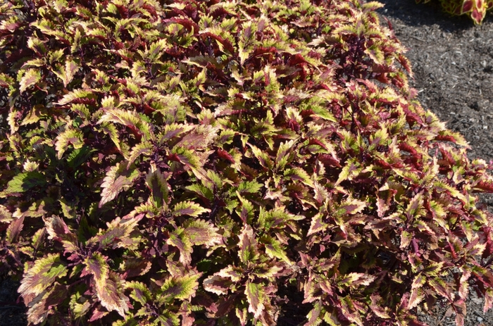 Coleus - Solenostemon scutellarioides 'Roaring Fire'