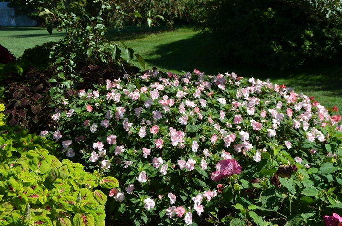SunPatiens® Blush Pink - Impatiens SunPatiens® Blush Pink - Impatiens