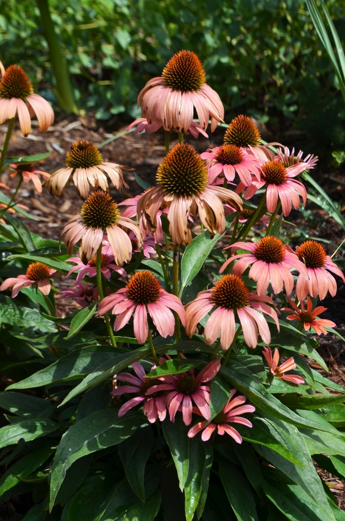 Coneflower - Echinacea 'Butterfly Julia' Coneflower - Echinacea 'Butterfly Julia'