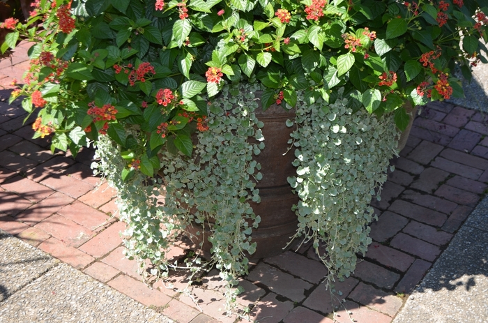 Dichondra - Dichondra repens 'Silver Falls' Dichondra - Dichondra repens 'Silver Falls'