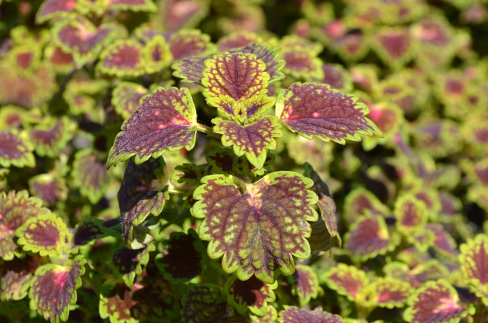 Coleus - Solenostemon hybrida 'Lava Rose'