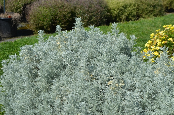 Artemesia - Artemesia 'Parfum d'Ethiopia' Artemesia - Artemesia 'Parfum d'Ethiopia'