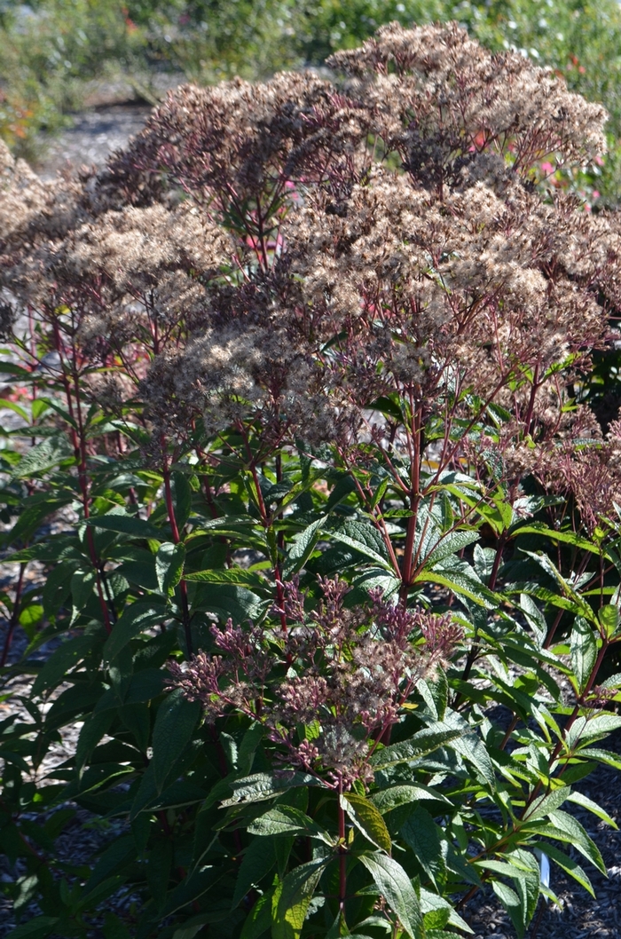 Joe Pye Weed - Eupatorium dubium 'Baby Joe'