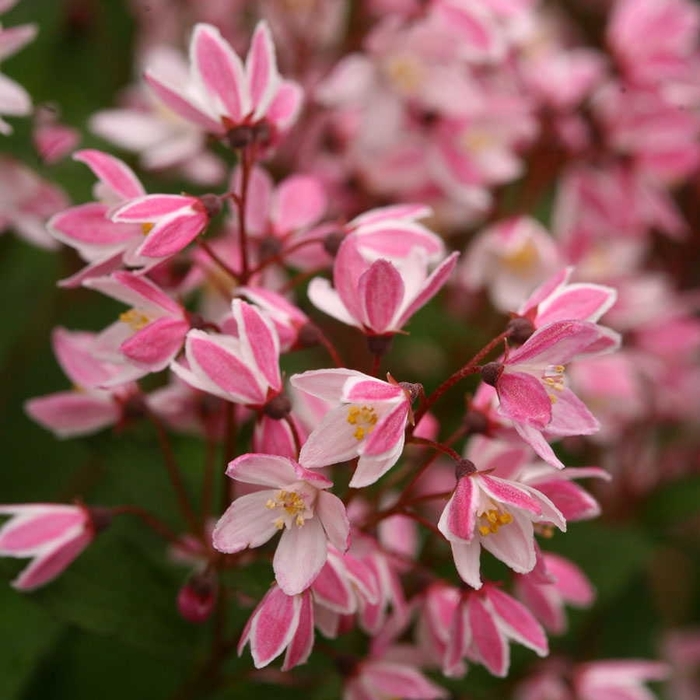 Deutzia - Deutzia x 'Yuki Cherry Blossom' Deutzia - Deutzia x 'Yuki Cherry Blossom'