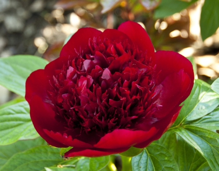 Garden Peony - Paeonia 'Red Charm' Garden Peony - Paeonia 'Red Charm'