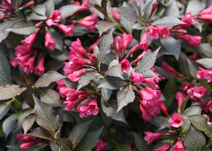 Weigela - Weigela florida 'Spilled Wine'