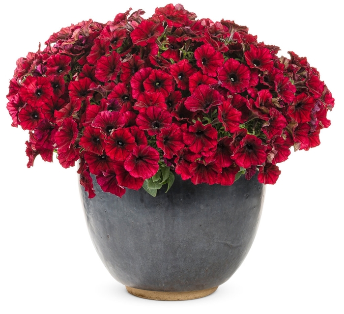 Petunia Supertunia® Black Cherry - Petunia 'Supertunia® Black Cherry' Petunia Supertunia® Black Cherry - Petunia 'Supertunia® Black Cherry'