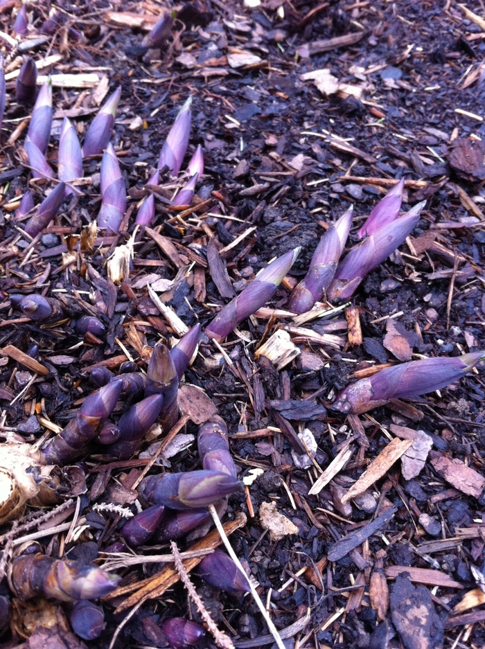 False Indigo - Baptisia x variicolor Twilite Prairieblues™ 