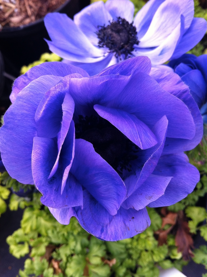 Windflower - Anemone 'Harmony Blue' Windflower - Anemone 'Harmony Blue'