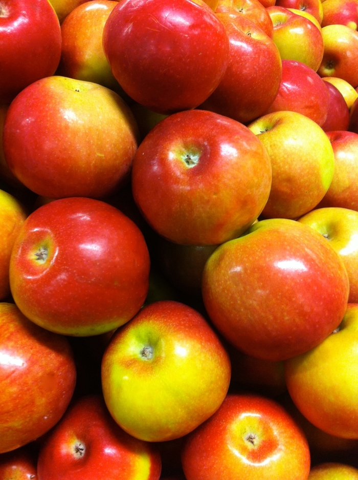 'McIntosh' Apple - Malus domestica 'McIntosh' 'McIntosh' Apple - Malus domestica 'McIntosh'