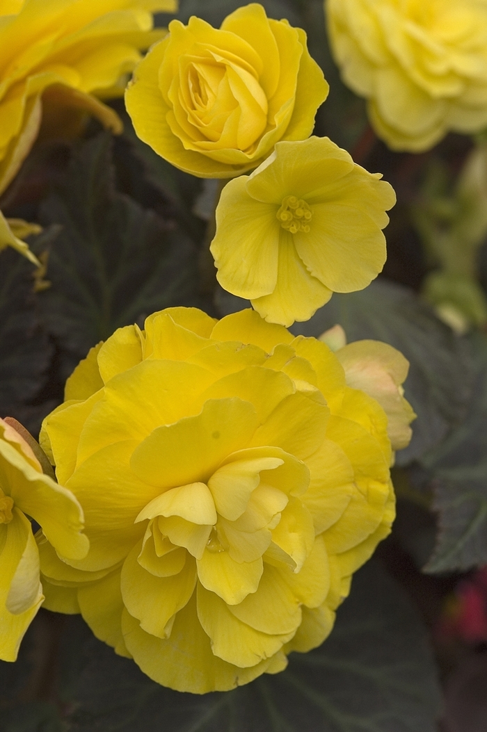 Mocca Yellow Begonia - Begonia tuberosa 'Nonstop® Mocca Yellow'