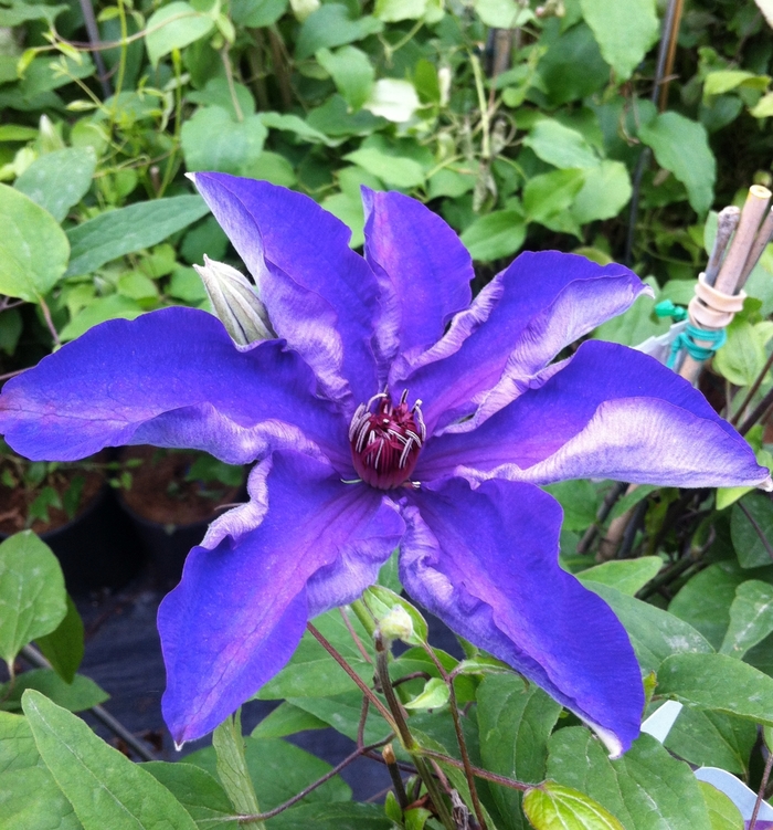 Clematis - Clematis 'The President' Clematis - Clematis 'The President'
