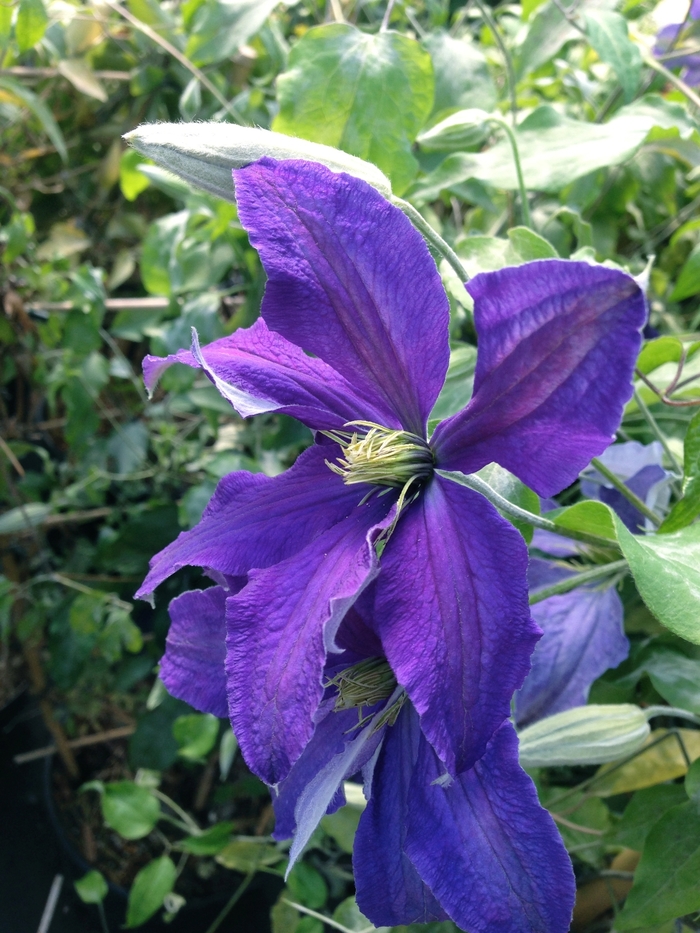 Clematis - Clematis 'Rhapsody' Clematis - Clematis 'Rhapsody'