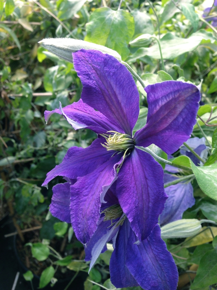 Clematis - Clematis 'Rhapsody'