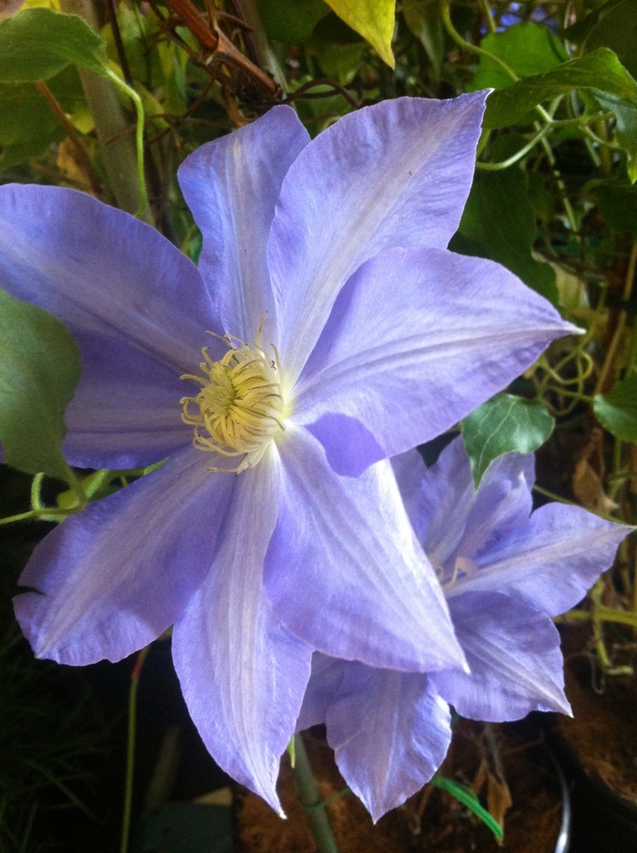 Clematis - Clematis 'H.F. Young'