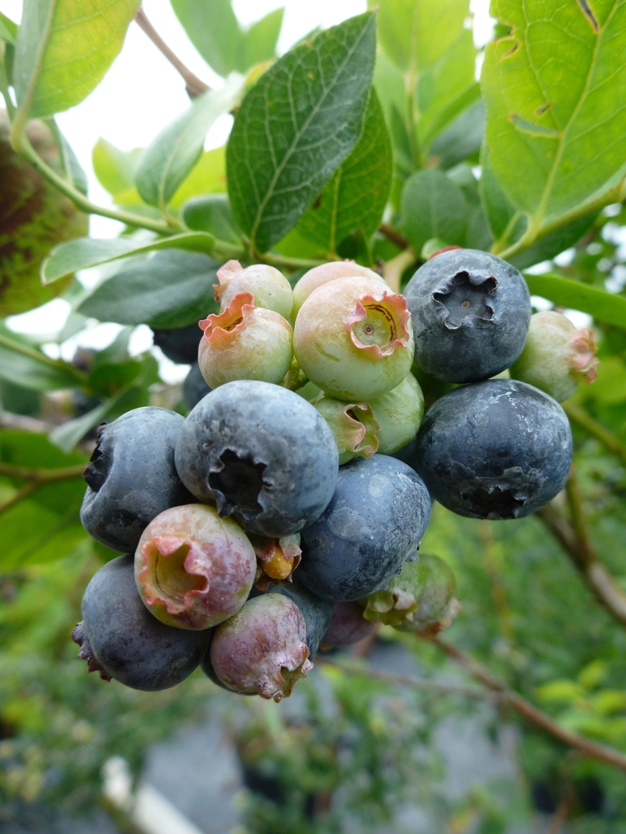 Blueberry - Blueberry 'Northland'