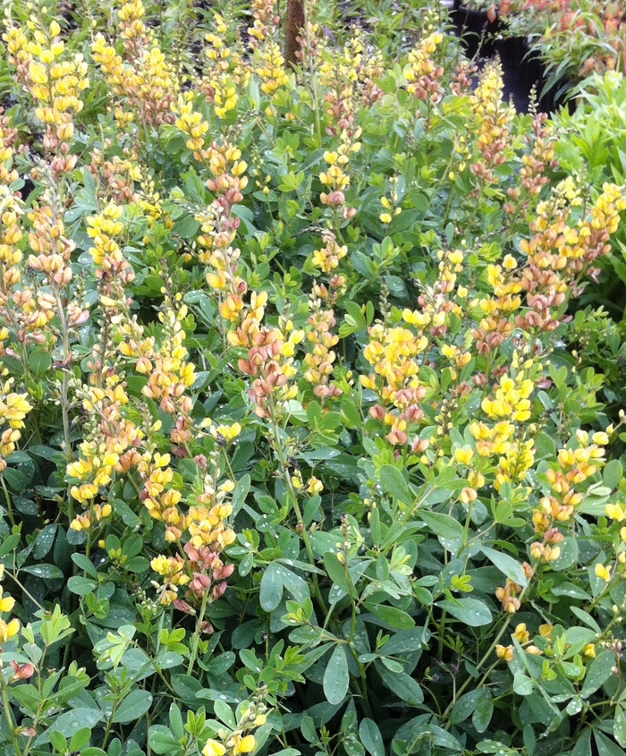 False Indigo - Baptisia 'Solar Flare Prairieblues™'' False Indigo - Baptisia 'Solar Flare Prairieblues™''