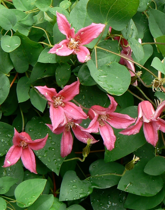 Clematis - Clematis texensis 'Princess Diana' Clematis - Clematis texensis 'Princess Diana'