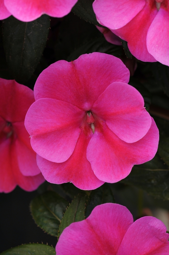 Impatiens - Impatiens hawkeri Bounce™ Pink Flame Impatiens - Impatiens hawkeri Bounce™ Pink Flame