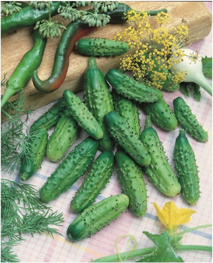 Cucumber - Cucumis sativus ‘Parisian Gherkin’