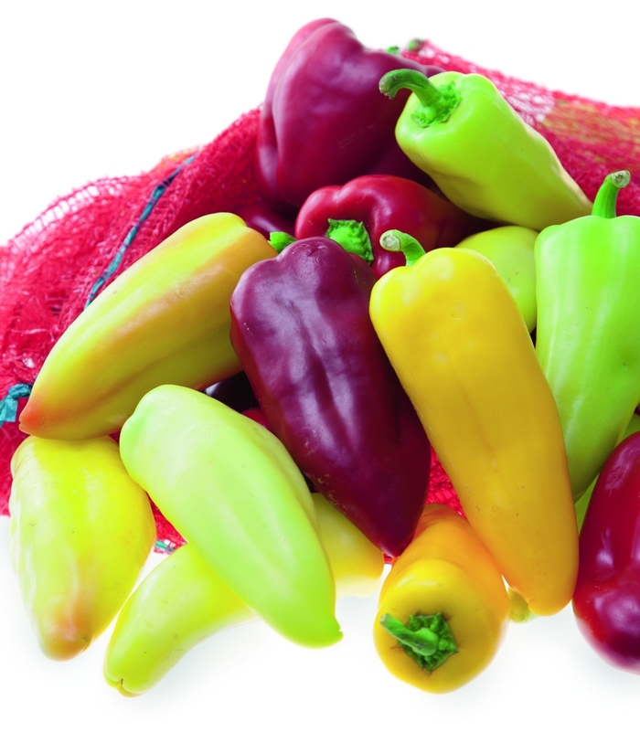 Pepper, Sweet Bell - Capsicum annuum ‘Pretty N Sweet F1’ Pepper, Sweet Bell - Capsicum annuum ‘Pretty N Sweet F1’