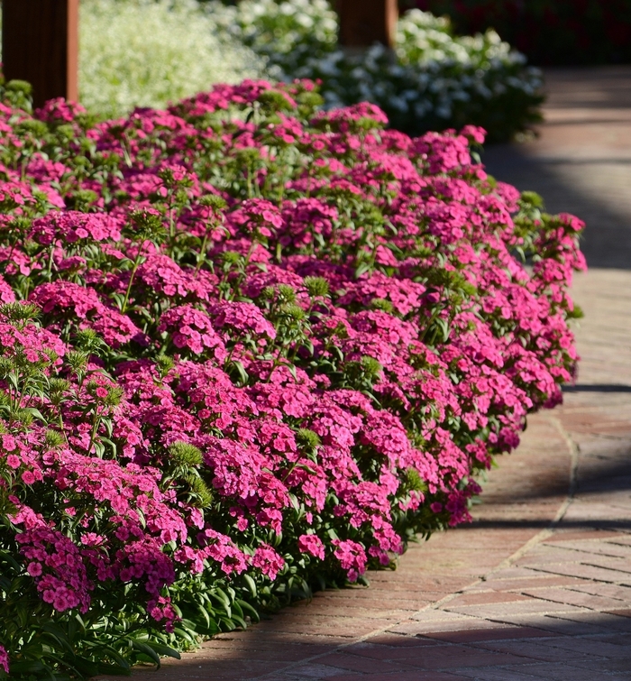 Dianthus - Dianthus interspecific 'Jolt Pink' Dianthus - Dianthus interspecific 'Jolt Pink'