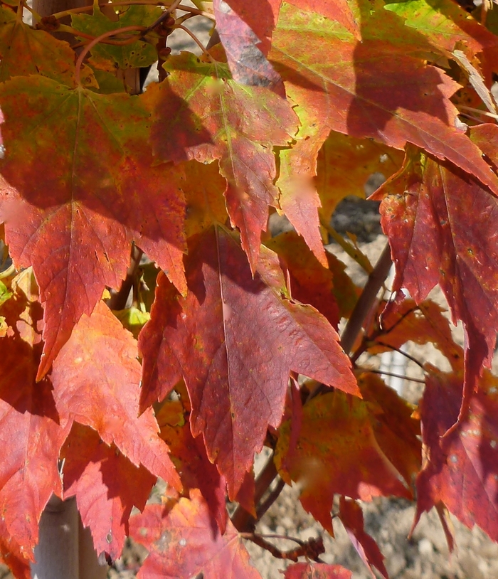Red Rocket Maple - Acer rubrum 'Red Rocket' Red Rocket Maple - Acer rubrum 'Red Rocket'