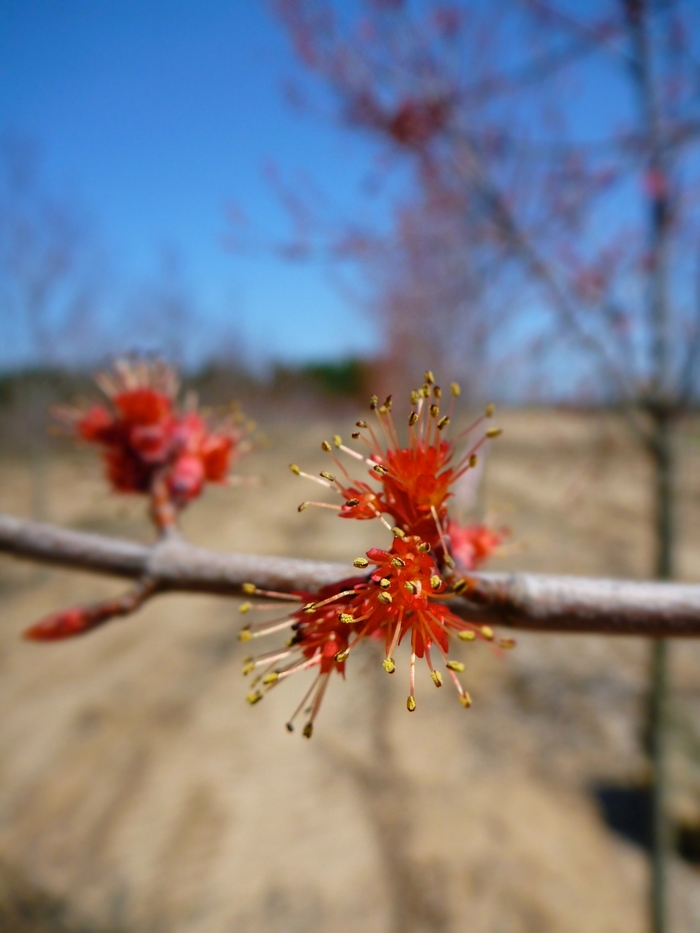 'Burgundy Belle®' Red Maple - Acer rubrum 'Burgundy Belle®' 