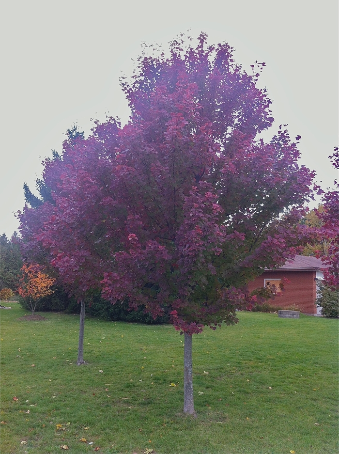 'Brandywine' Red Maple - Acer rubrum 'Brandywine' 'Brandywine' Red Maple - Acer rubrum 'Brandywine'