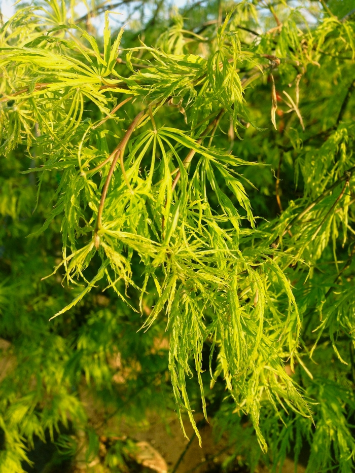 Japanese Weeping Green Maple - Acer palmatum dissectum 'Viridis' Japanese Weeping Green Maple - Acer palmatum dissectum 'Viridis'