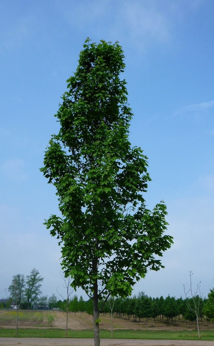 Armstrong Maple - Acer x freemanii 'Armstrong' Armstrong Maple - Acer x freemanii 'Armstrong'