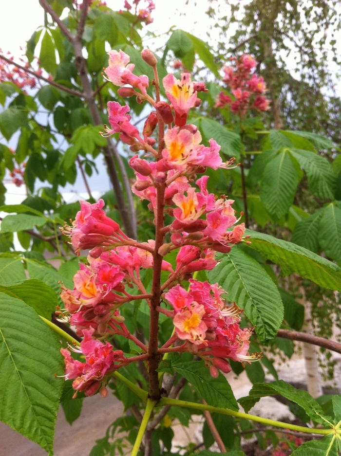 'Ft. McNair' Red Horsechestnut - Aesculus x carnea 'Ft. McNair' Red Horsechestnut - Aesculus x carnea