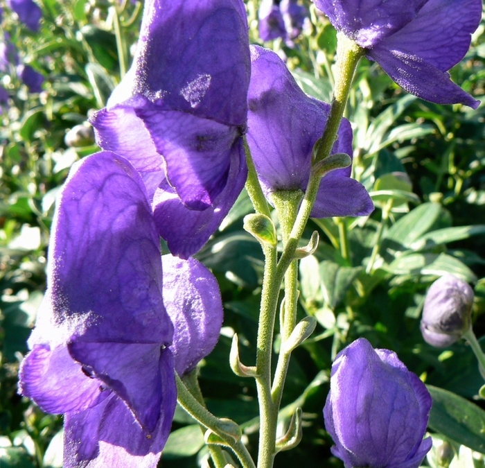 Monkshood - Aconitum carmichaelii 'Arendsii' Monkshood - Aconitum carmichaelii 'Arendsii'