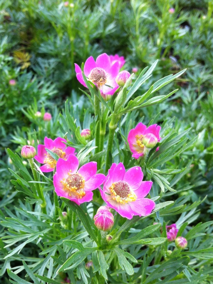 Windflower - Anemone multifida 'Rubra'