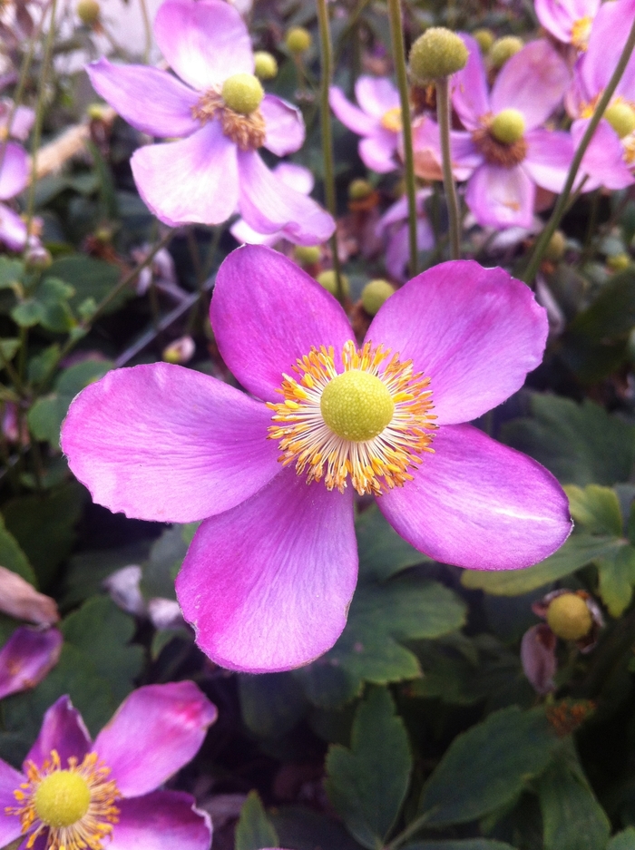 Windflower - Anemone hupehensis 'Pretty Lady Susan' Windflower - Anemone hupehensis 'Pretty Lady Susan'