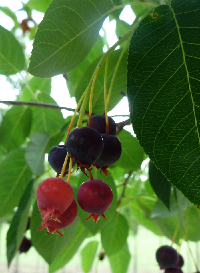 Autumn Brilliance Serviceberry - Amelanchier x grandiflora 'Autumn Brilliance™'