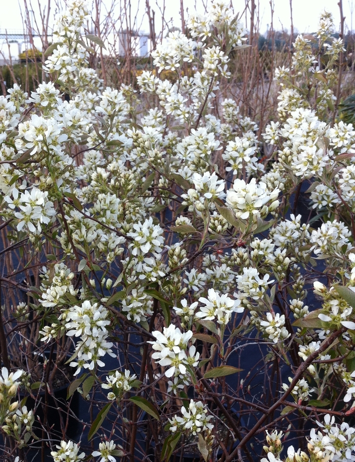 Regent Saskatoon Berry - Amelanchier alnifolia 'Regent'