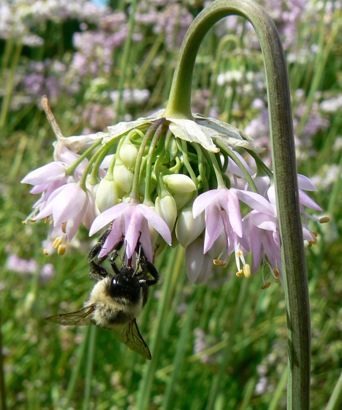Nodding Onion - Allium cernuum Nodding Onion - Allium cernuum