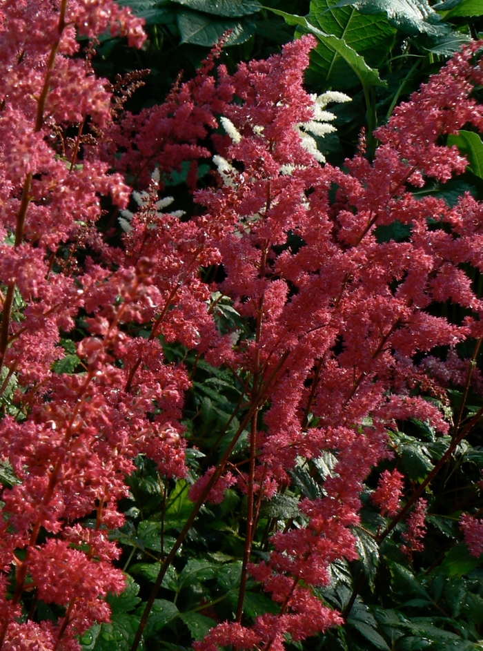 False Spirea - Astilbe arendsii 'Fanal'