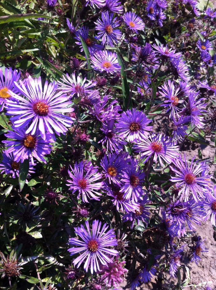 Aster, New England - Aster novae-angliae