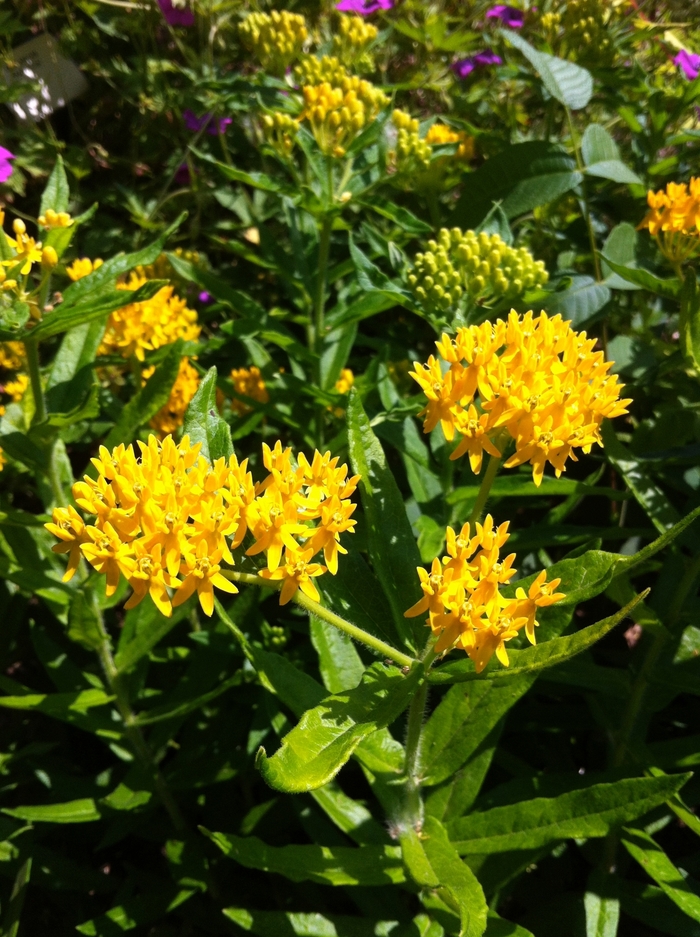 Butterfly Weed - Asclepias tuberosa 'Hello Yellow' Butterfly Weed - Asclepias tuberosa 'Hello Yellow'