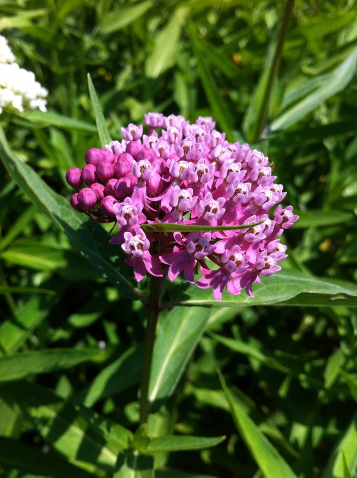 Swamp Milkweed - Asclepias incarnata Swamp Milkweed - Asclepias incarnata