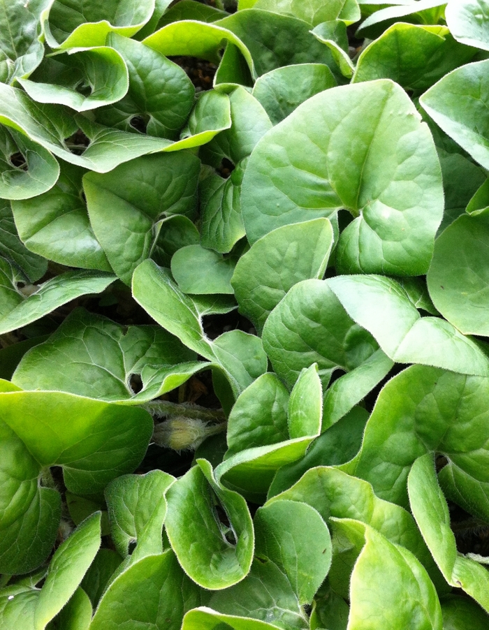 Wild Ginger - Asarum canadense Wild Ginger - Asarum canadense